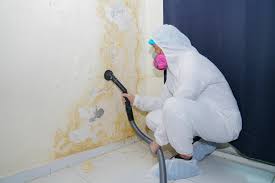 Mold Odor Removal Services